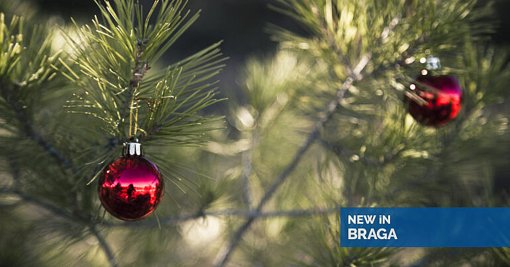 Braga Promove "Ambiente Solidário" com Troca de Pinheiros de Natal por Bens Alimentares