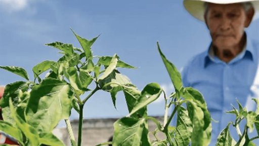 Sector agroalimentario mexicano se consolida con superávit de 7,795 MDD en 2025