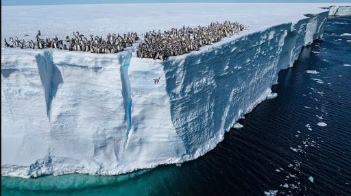 Descubren animales marinos nunca vistos en las profundidades de la Antártida