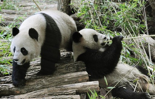 Les pandas géants de Beauval ont entamé leur voyage de retour vers la Chine