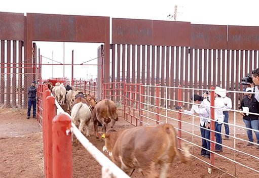 Cierre Fronterizo al Ganado Mexicano Provoca Efectos Económicos y Respuestas Arancelarias