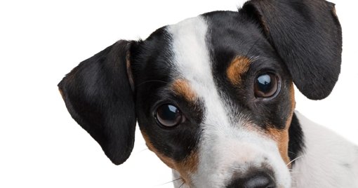 Celebrações do Dia Mundial do Animal Focam-se na Adoção e Educação