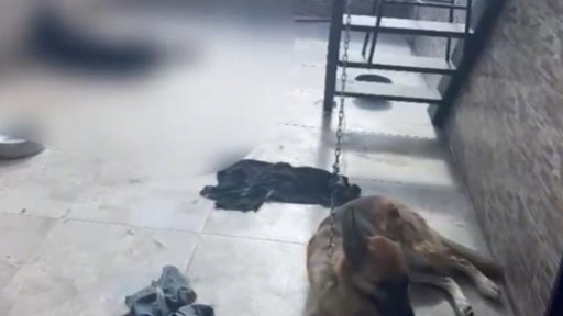 Indignación en Medellín por caso de maltrato animal: un perro fue hallado muerto