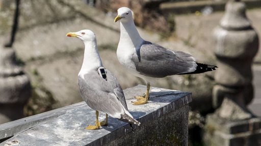 Gripe das Aves detetada em gaivota selvagem no Funchal