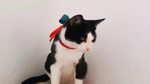 Politécnico de Coimbra adota gato 'União' e promove bem-estar na instituição