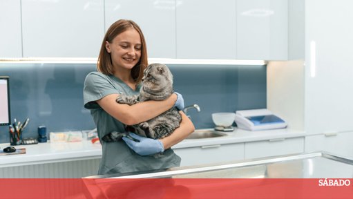 Como Reduzir o Stresse dos Animais de Estimação nas Visitas ao Veterinário