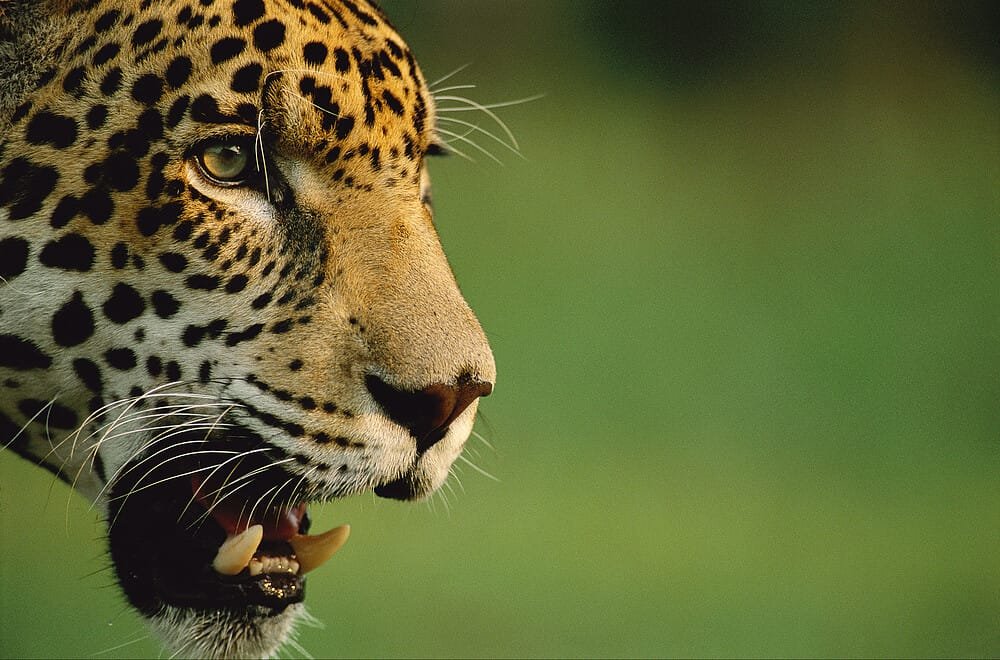 Inicia gira nacional para actualizar el plan de conservación de felinos silvestres en Colombia