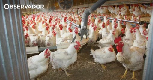 Novos Focos de Gripe Aviária em Portugal Desencadeiam Resposta Europeia e Impacto Económico