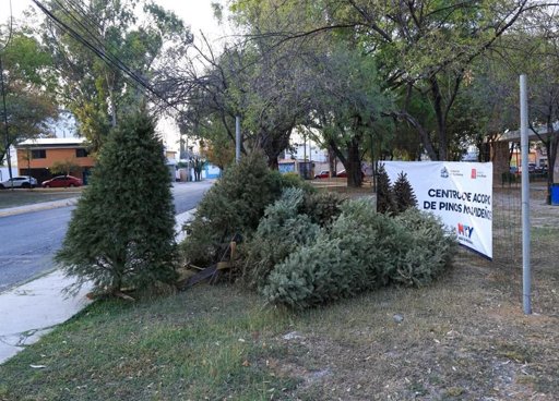 Monterrey fomenta el reciclaje con 49 centros de acopio para pinos navideños