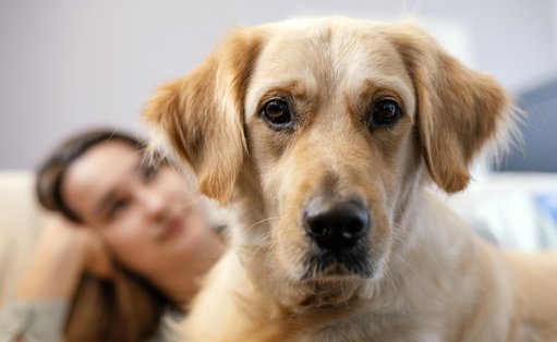 Au-delà des Stéréotypes : Comprendre la Diversité des Comportements Canins