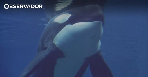 Ataque de orcas em Peniche resulta no naufrágio de veleiro e resgate de cinco tripulantes