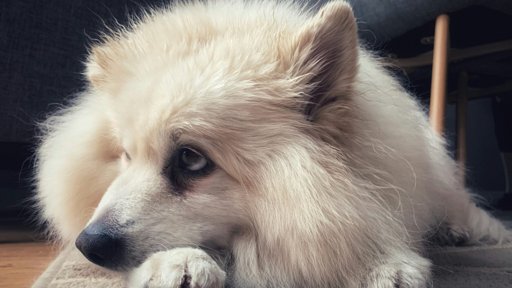 Veterinários exigem "justiça fiscal" com IVA a 6% para animais de companhia