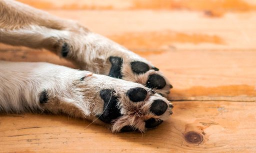 Madre e hija son encarceladas por quemar a su perro en Sincelejo