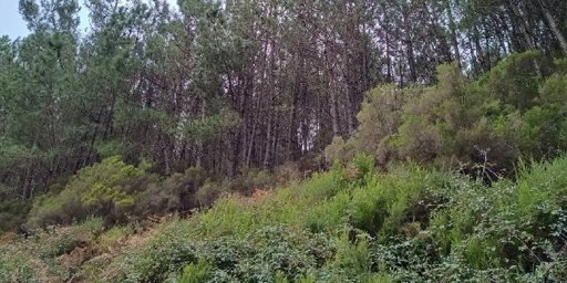 Atuação Precoce é Essencial para Travar Avanço das Acácias Invasoras