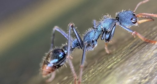 Formigas Usam "Bússola do Luar" para Navegar na Escuridão