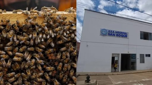 Ataque masivo de abejas en Curití deja dos adultos mayores hospitalizados y alerta sobre colmenas ilegales