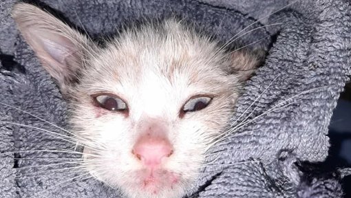 Resgate de Gato em Ponte de Coimbra Mobiliza Cidadãos