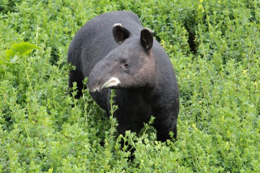 Pereira se convierte en epicentro de la conservación con el II Festival de la Danta de Montaña