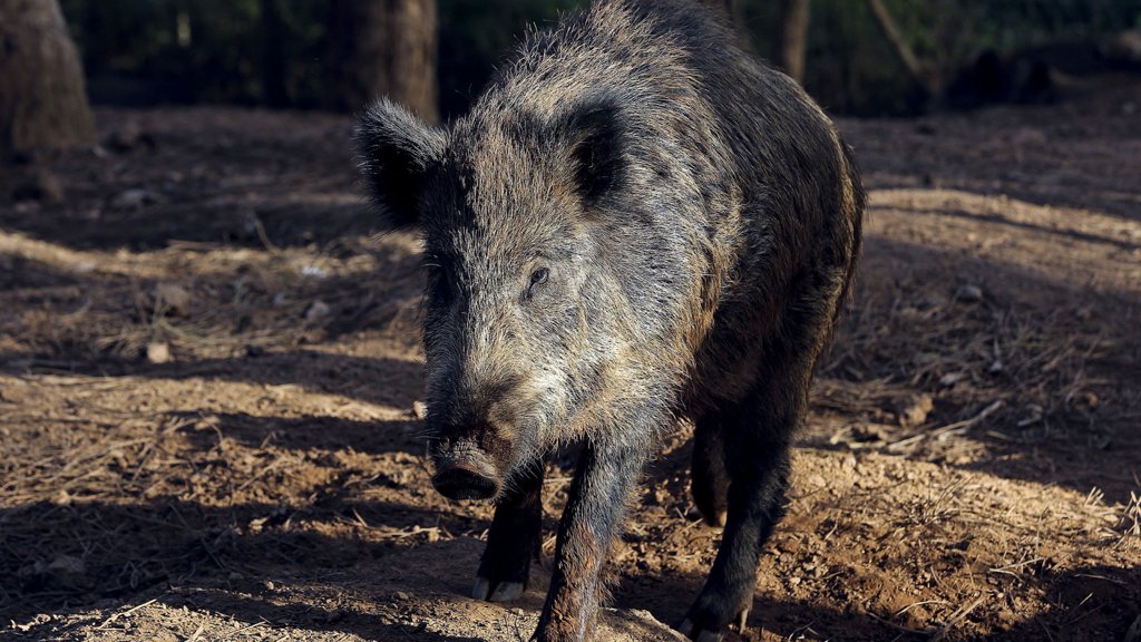 Sever do Vouga Combate Praga de Javalis com Tecnologia Laser
