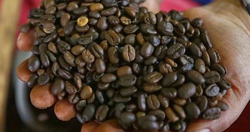 Exportaciones de Café Colombiano Alcanzan Récord Histórico de US$5.400 Millones