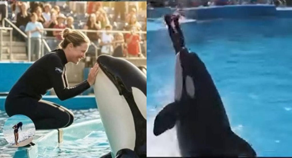 Video viral falso de un ataque de orca a una entrenadora engaña a millones en redes sociales