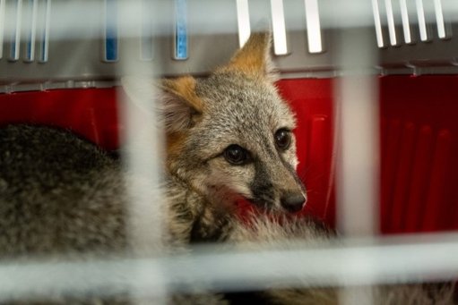 Rescatan a zorro gris en Meoqui tras reporte de trabajadores