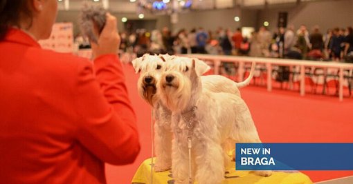 Expo Animal em Braga Consolida-se como Evento de Referência Nacional e Internacional