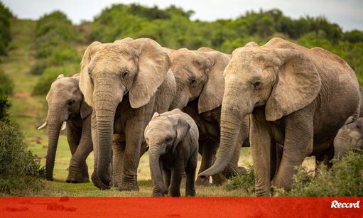 Santuário Pioneiro para Elefantes no Alentejo Recebe Apoio Artístico e Institucional