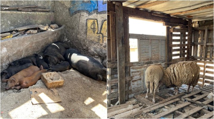 Pecuária Ilegal em Sintra Desmantelada por Riscos de Saúde Pública e Ambientais