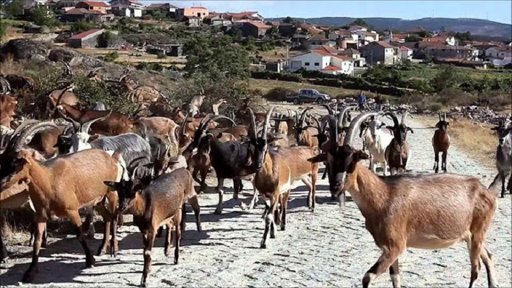 Governo Destina 30 Milhões de Euros para Prevenção de Incêndios Através da Pastorícia