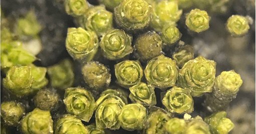 Nova Espécie de Musgo Descoberta no Deserto do Atacama Ajuda a Compreender Resistência Climática