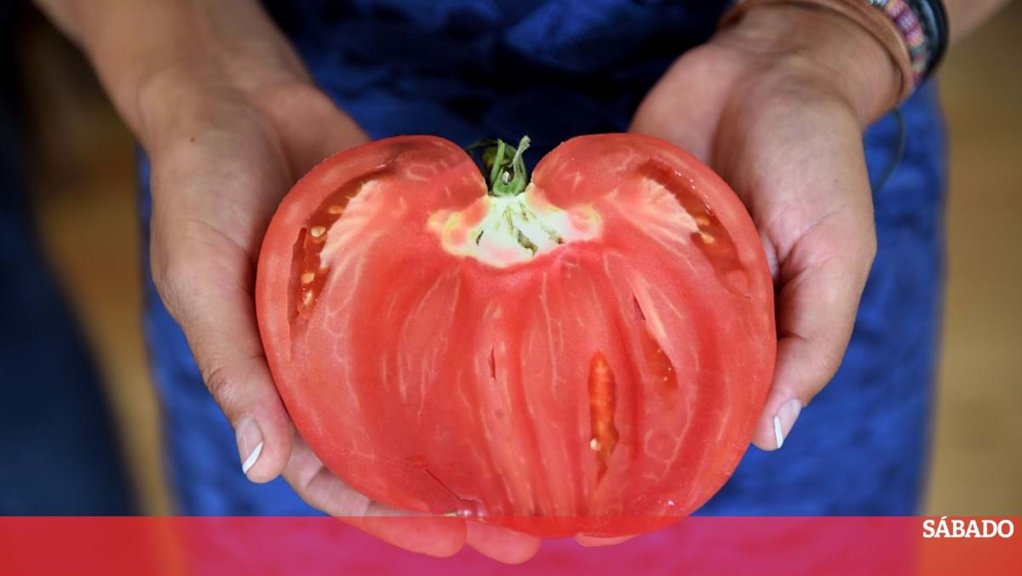 Festa do Tomate Coração de Boi celebra 10 anos de sucesso no Douro