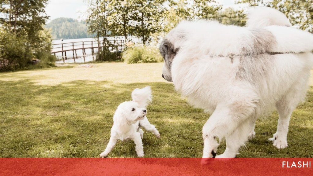 Desafios e Cuidados na Posse de Cães de Diferentes Portes