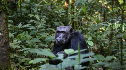 Los chimpancés son pensadores racionales capaces de revisar sus creencias, sugiere un estudio