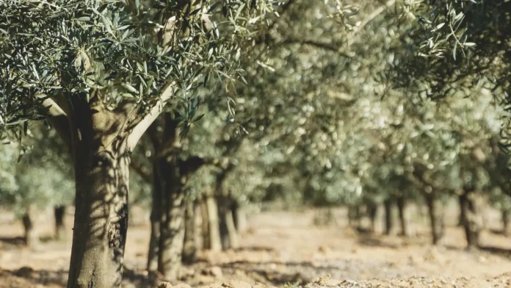 Festival do Azeite Novo expande-se para Lisboa pela primeira vez