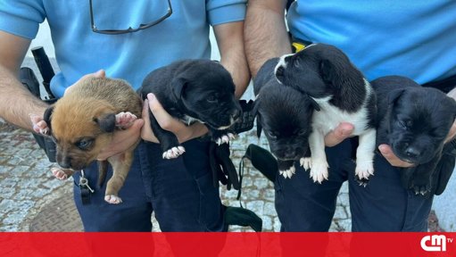 GNR Identifica Suspeitos de Maus-Tratos a Cachorros no Fundão