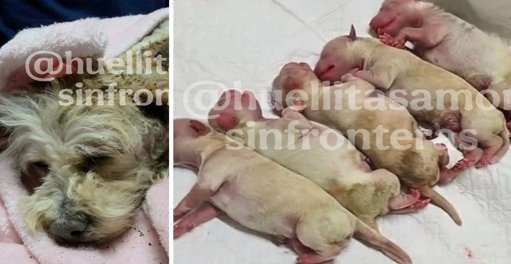 Cereza, la Perrita que Sobrevivió a la Explosión y Dio a Luz a Cinco Cachorros