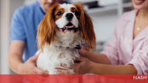 Promover uma Vida Longa e Saudável nos Animais de Estimação