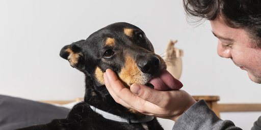 Compreender e Gerir o Comportamento Canino