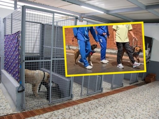 Iniciativas Comunitarias y Adopción: La Sociedad Civil se Moviliza por el Bienestar Animal