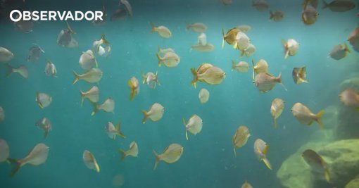 Oceanos sofrem transformações cumulativas sem precedentes, alerta estudo