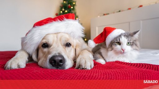 Adoção por Impulso no Natal: Abrigos Suspendem Processos para Proteger Animais