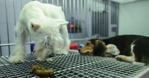 Congreso de la CDMX prohíbe la exhibición de mascotas en venta en jaulas y vitrinas