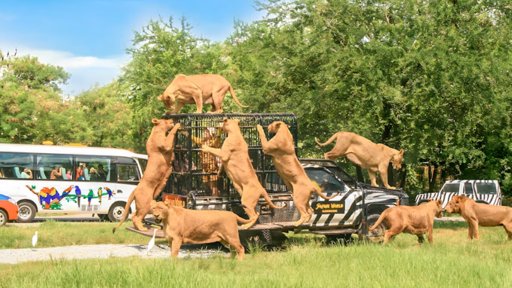 Tratador de Animais Morto por Leões em Jardim Zoológico de Bangkok