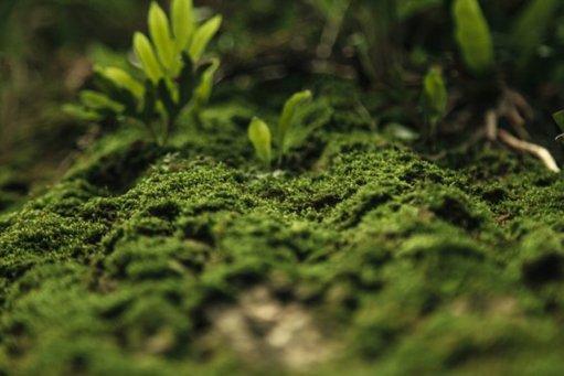 Un musgo terrestre sobrevive nueve meses en el espacio y abre nuevas vías para la terraformación de Marte