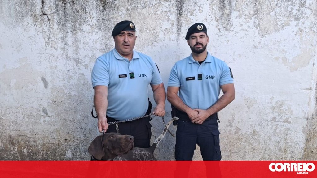 GNR recupera cão furtado em Espanha e identifica suspeito em Borba