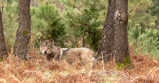 Ataques de Lobos a Rebanhos Intensificam-se no Planalto Mirandês