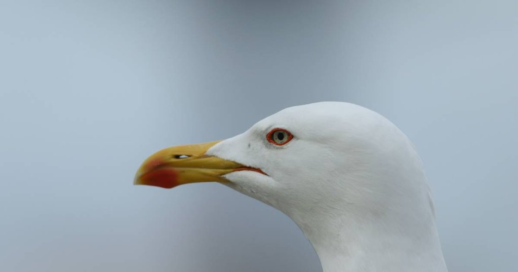Gripe Aviária Detetada na Costa da Caparica e em Setúbal