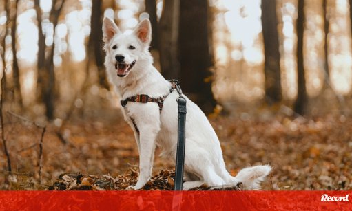 Caminhadas Coletivas de Cães Ganham Popularidade em Eventos Comunitários