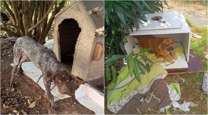 PSP resgata cinco cães vítimas de maus-tratos em Rio de Mouro